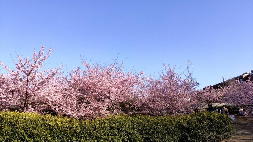 茅ヶ崎公園の桜