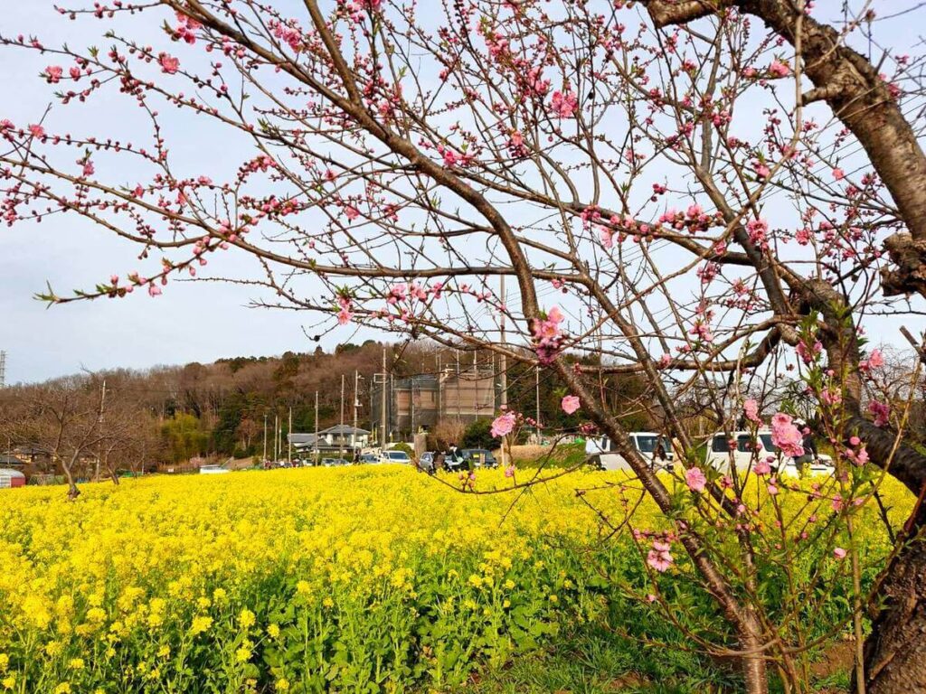 川和町の菜の花と桜