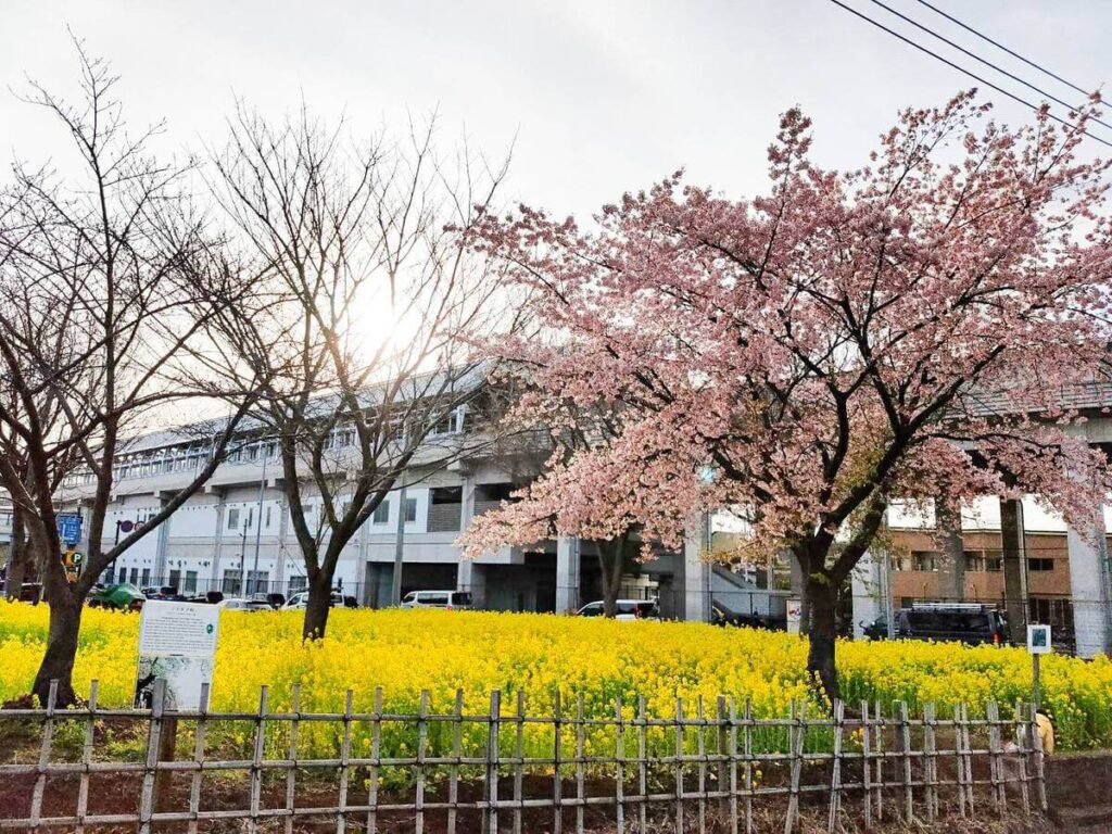 川和町の菜の花と桜と駅