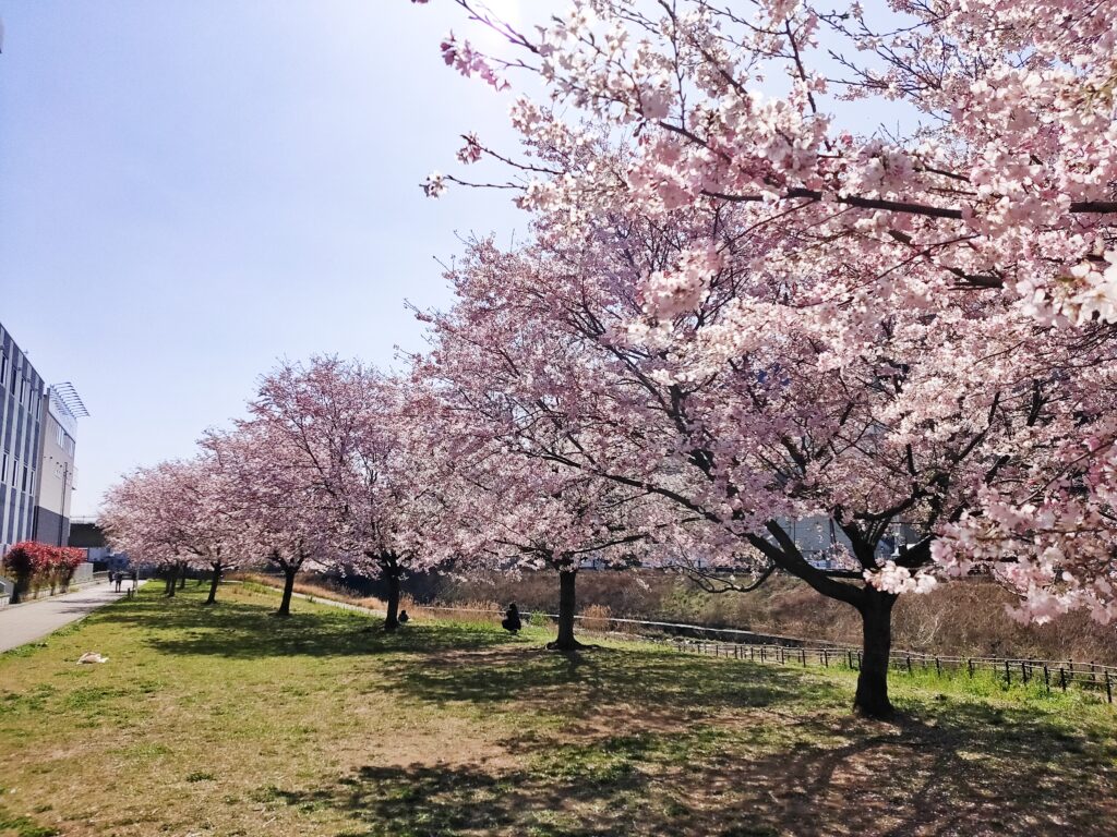 早渕川親水広場の桜